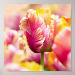 Close-up Tulips Poster