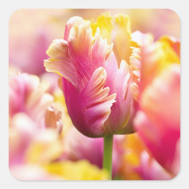 Close-up Tulips Square Sticker (Front)