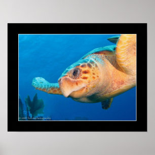 Close Up Turtle in Belize Poster