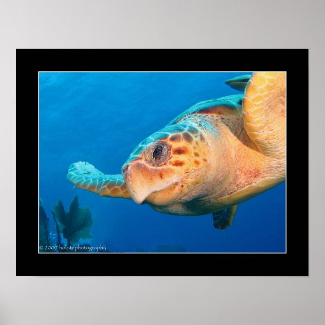 Close Up Turtle in Belize Poster (Front)