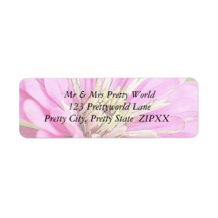 Close-up view of a delicate pink zinnia