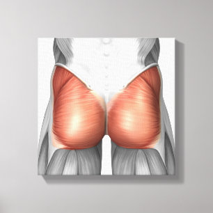 Close-Up View Of Human Gluteal Muscles Canvas Print