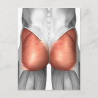 Close-Up View Of Human Gluteal Muscles