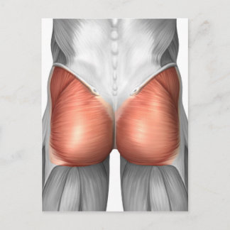 Close-Up View Of Human Gluteal Muscles Postcard