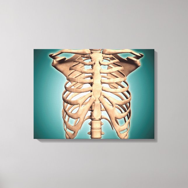 Close-Up View Of Human Rib Cage Canvas Print (Front)