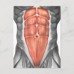 Close-Up View Of Male Abdominal Muscles Postcard