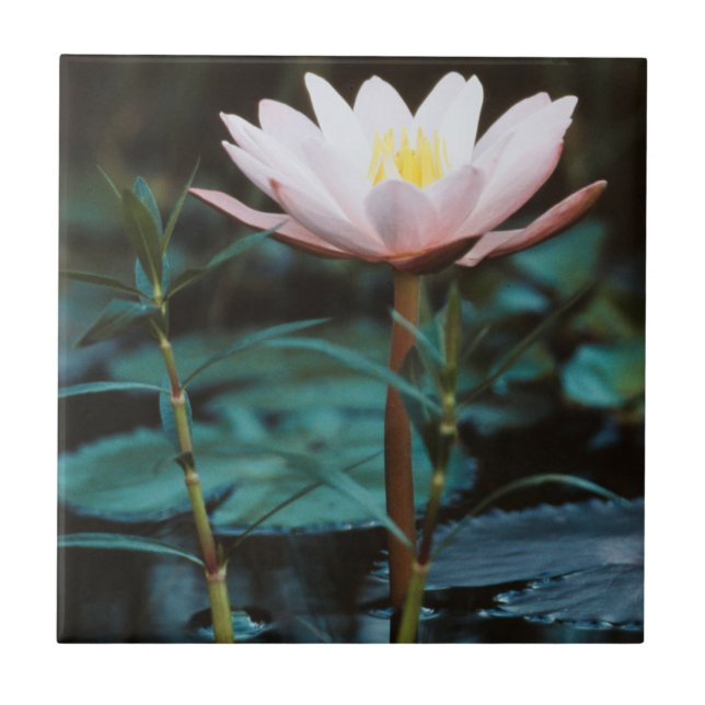Close-Up view of Water Lily at Inle Lake Tile (Front)