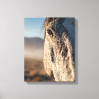 Close-Up White Horse Sunrise Portrait Canvas Print