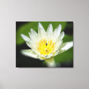Close-up White Water Lily Flower and Bee 2 Canvas Print