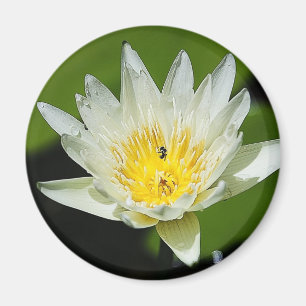 Close-up White Water Lily Flower and Bee Magnets