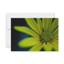 Close up Yellow Wildflower