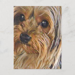 Close-up Yorkshire terrier postcard