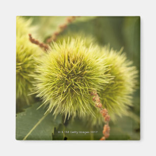 closed chestnuts on tree magnet