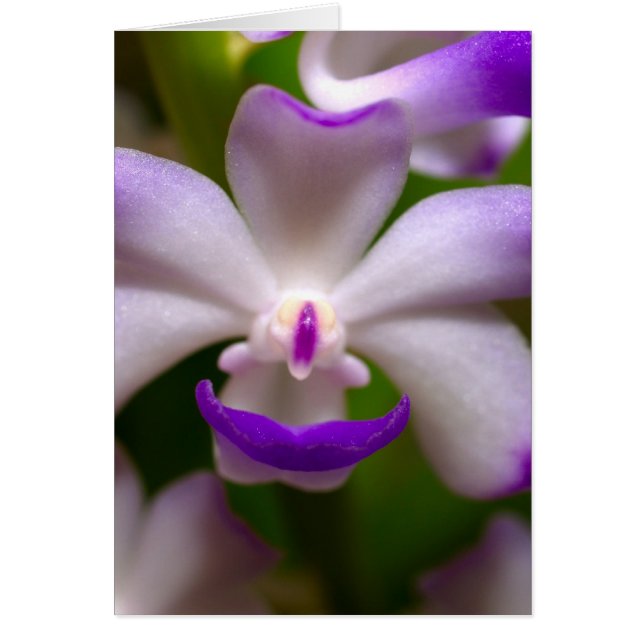 closed up  of Orchid Flower (Front)
