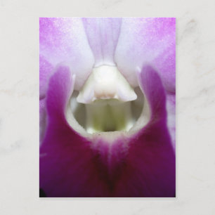 closed up  of Orchid Flower Postcard