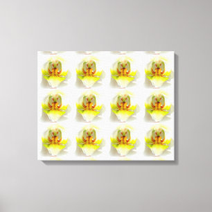 closeup 12 yellow-white orchids canvas print