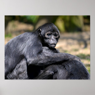 Closeup black-headed spider monkey poster