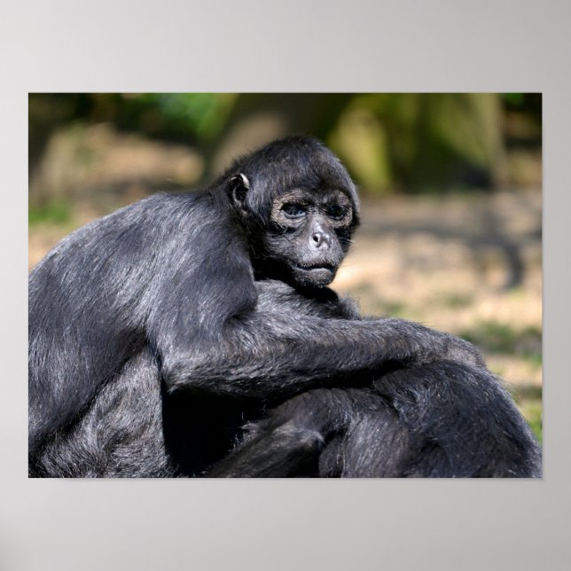 Closeup black-headed spider monkey poster (Front)