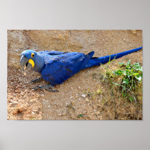 Closeup blue hyacinth macaw seen on top  poster