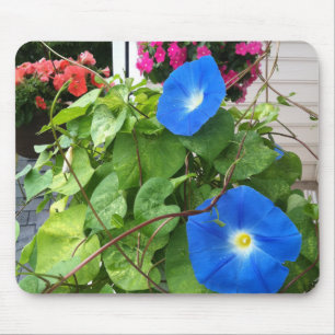 Closeup Brilliant Blue Morning Glories Mouse Pad