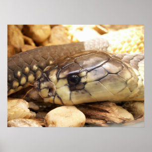 Closeup Cobra Head Poster