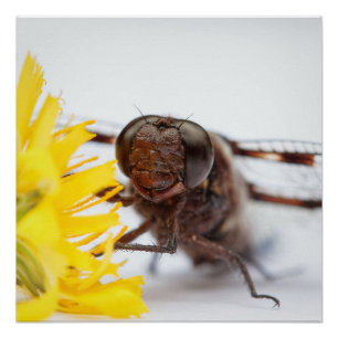 Closeup Dragonfly Face and Yellow Dandelion Flower Poster
