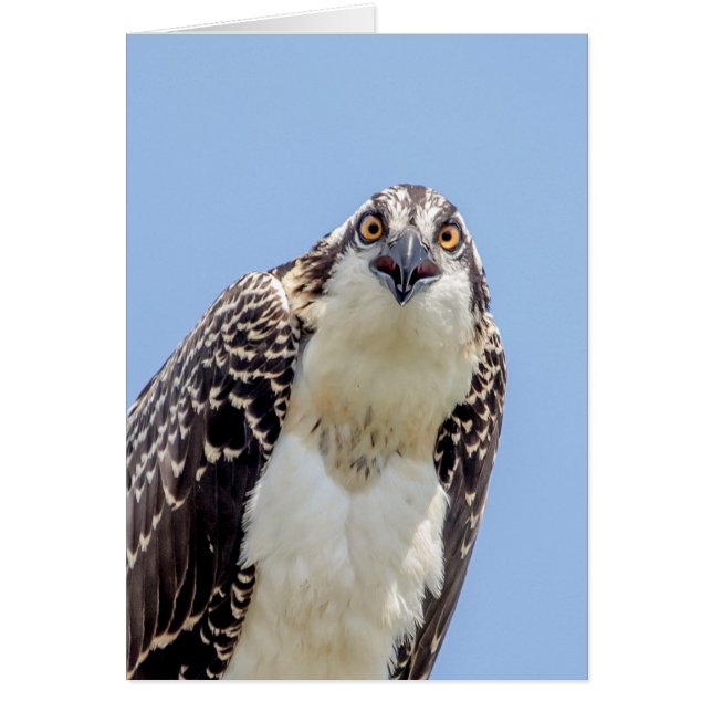 Closeup d'un balbuzard juvénile (Devant)