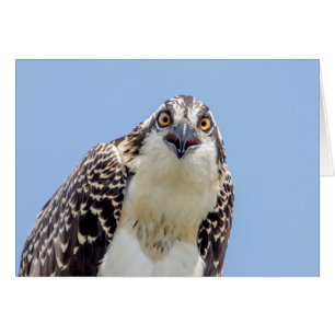 Closeup d'un balbuzard juvénile