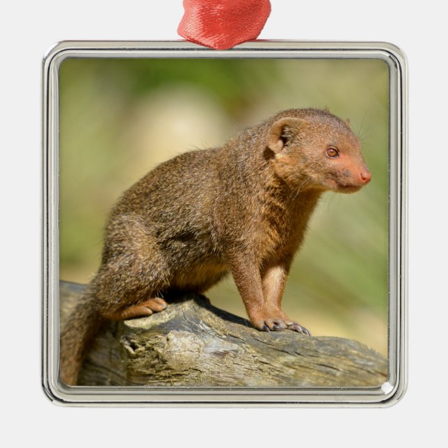 Closeup dwarf mongoose  postcard square sticker metal ornament (Front)