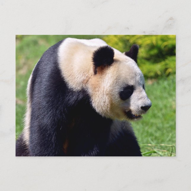 Closeup giant panda seen from profile postcard (Front)