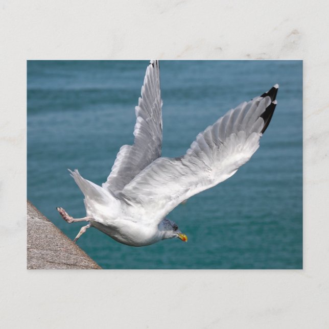 Closeup herring gulls in flight holiday postcard (Front)