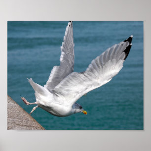 Closeup herring gulls in flight poster