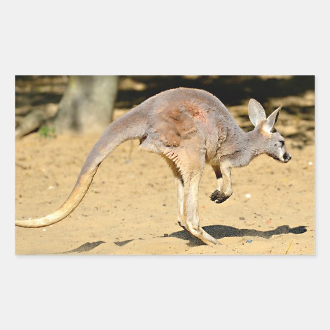 Closeup kangourou walking holiday postcard poster sticker (Front)