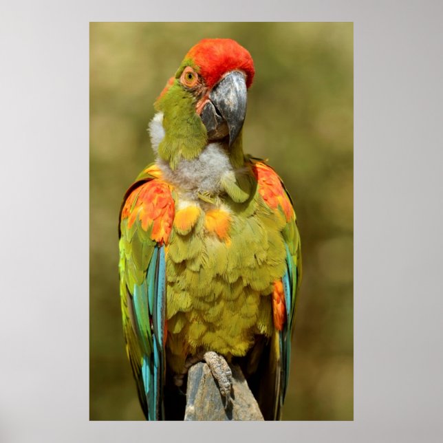 Closeup military macaw poster (Front)