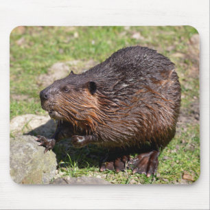 Closeup North American Beaver Mouse Pad