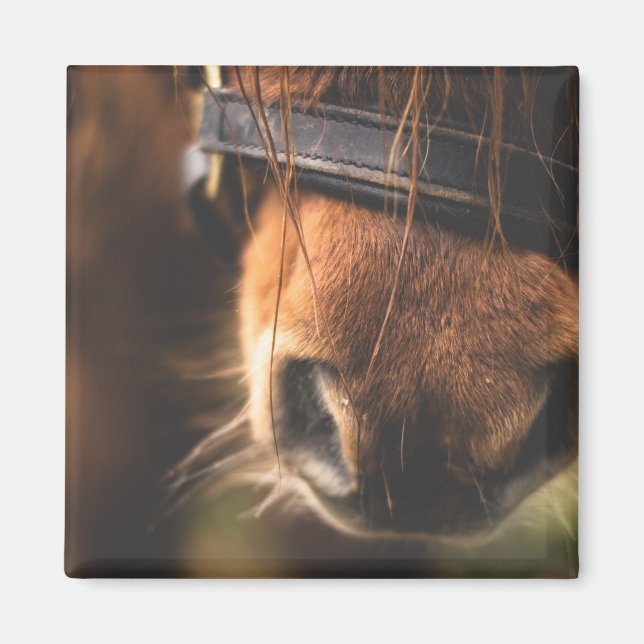 Closeup of a Cute Brown Horse Nose Magnet (Front)