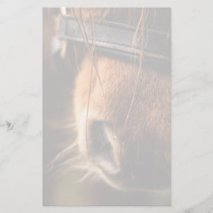 Closeup of a Cute Brown Horse Nose Stationery