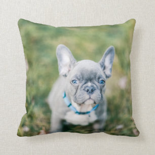 Closeup of a French Bulldog Throw Pillow