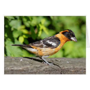 Closeup of a Handsome Black-Headed Grosbeak