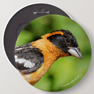 Closeup of a Handsome Black-Headed Grosbeak 6 Inch Round Button