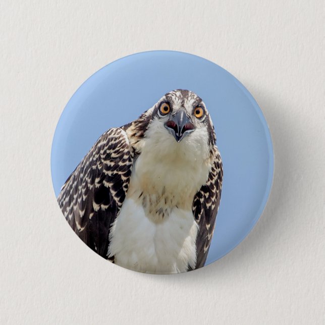 Closeup of a Juvenile Osprey 2 Inch Round Button (Front)