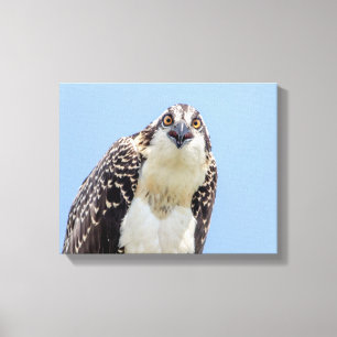 Closeup of a Juvenile Osprey Canvas Print