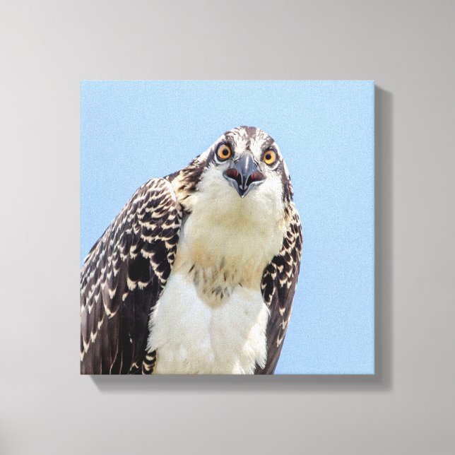 Closeup of a Juvenile Osprey Canvas Print (Front)