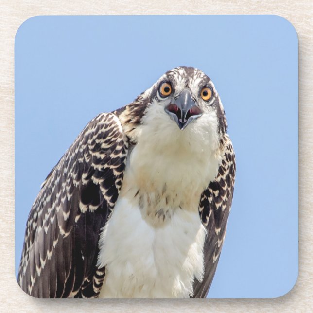 Closeup of a Juvenile Osprey Coaster (Front)