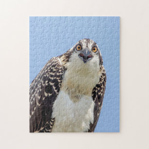 Closeup of a Juvenile Osprey Jigsaw Puzzle