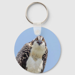 Closeup of a Juvenile Osprey Keychain