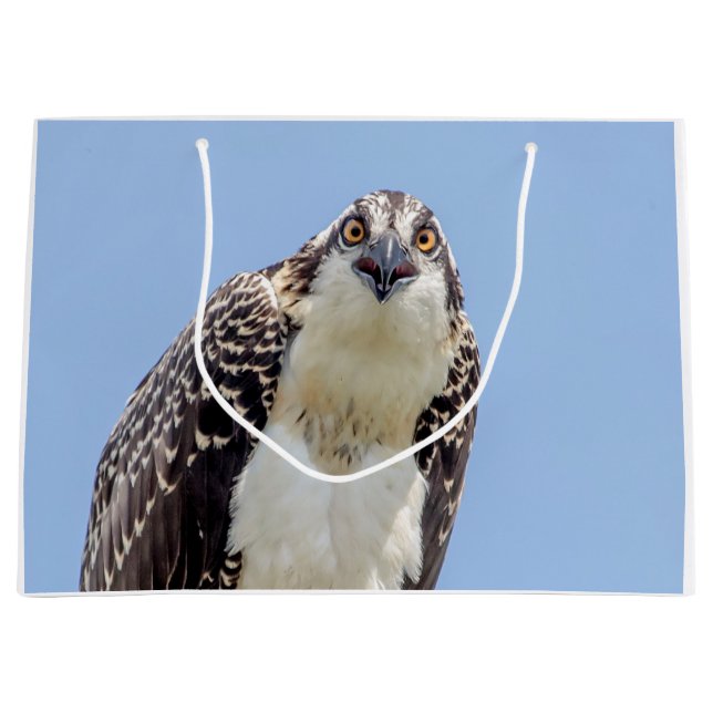 Closeup of a Juvenile Osprey Large Gift Bag (Front)