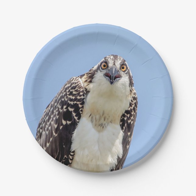 Closeup of a Juvenile Osprey Paper Plate (Front)