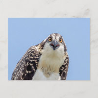 Closeup of a Juvenile Osprey