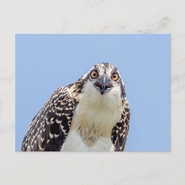 Closeup of a Juvenile Osprey Postcard (Front)